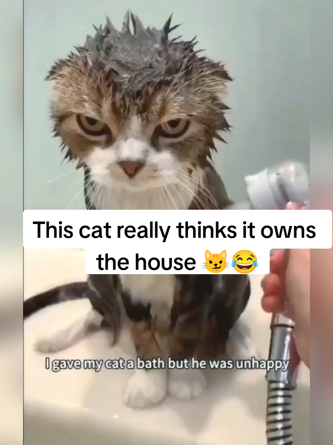 #funnycats #catsoftiktok #cutecats #meowtime #hilariouscats
