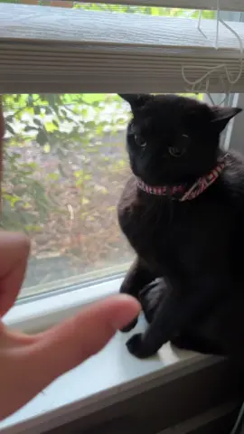 Welp #fyp #viral #fypシ #blackcat #catsoftiktok 