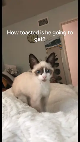 Everyone called him an ugly kitten 😟 #siamese #toasted #halftoasted 