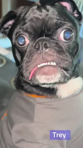 #justsayhi #fyp #pug #dog #cute 