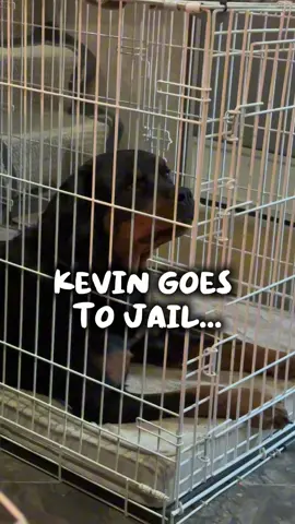 He always has some sh*t to say back 🙄 Kevin the Rescue Rott #rottweilers #sassydog #singlemom #chronicillness #adhd 
