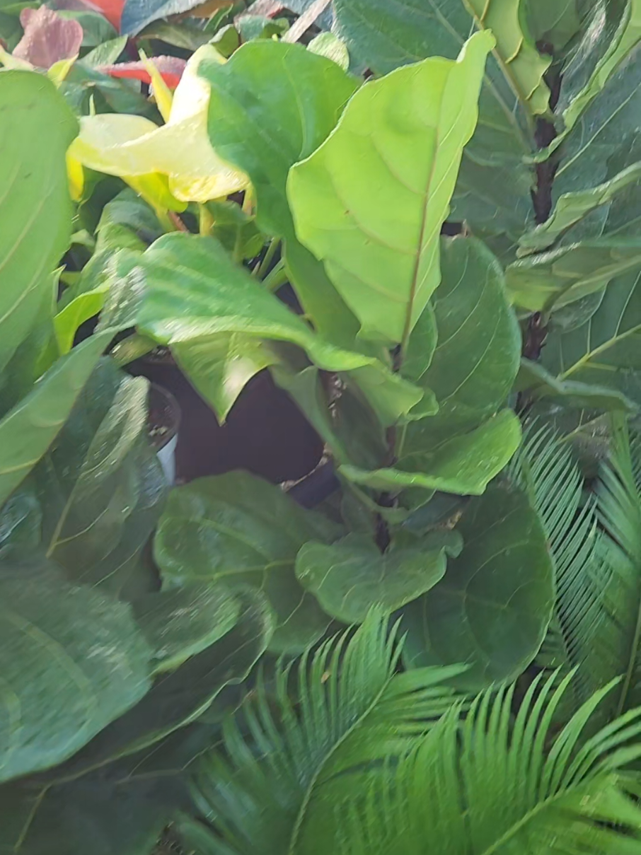 Nothing says tropical elegance like the bold leaves of the fiddle leaf fig. A plant that transforms any space into a green paradise Fiddle Leaf Figs Small $225 Medium $250 3.5ft $295 4ft $395 5ft $450 📅📞 432 3450 📍14 Ramai Trace Debe  Trinidad and Tobago (search Waze or Google Maps for The Green Farmer)  🚚 Delivery available across T&T Linx and credit cards accepted  Monday to Saturday 9:00 am to 5:30pm Sundays 9:00am to 3:00pm Send Message here, whatsapp, or call for any further information #thegreenfarmer #thegreenfarmertt #HappinessInAPot #FiddleLeafFig #IndoorJungle 