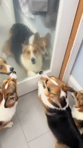 privacy doesn’t exist in a house full of corgis #corgi #corgilife #corgisoftiktok #dogsoftiktok #corgilove 