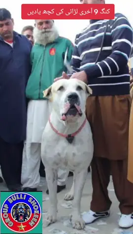 #bullykutta🔥😎 #foruyou #bullishokeen #fyp #videoviral 