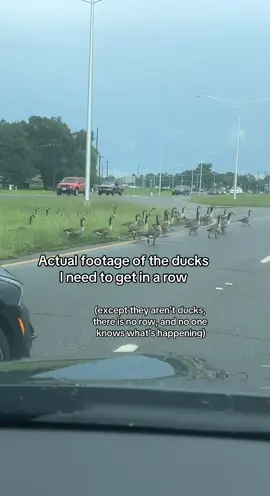 Louisiana for ya lol    #duck #geese #random #funny #relatable #lousiana #jet2holidays  #foryou #fyp