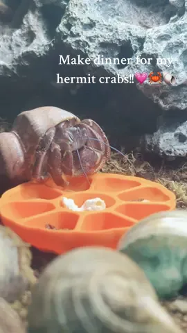 They love it!! 💗@CrabbyDelights #fyp #SmallBusiness #hermitcrabs #hermitcrabfood #crabbydelights 