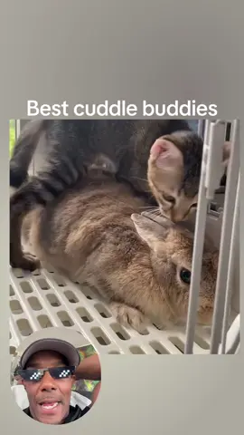 Best friends  #cute #cuddles #bunny #cat #socute #