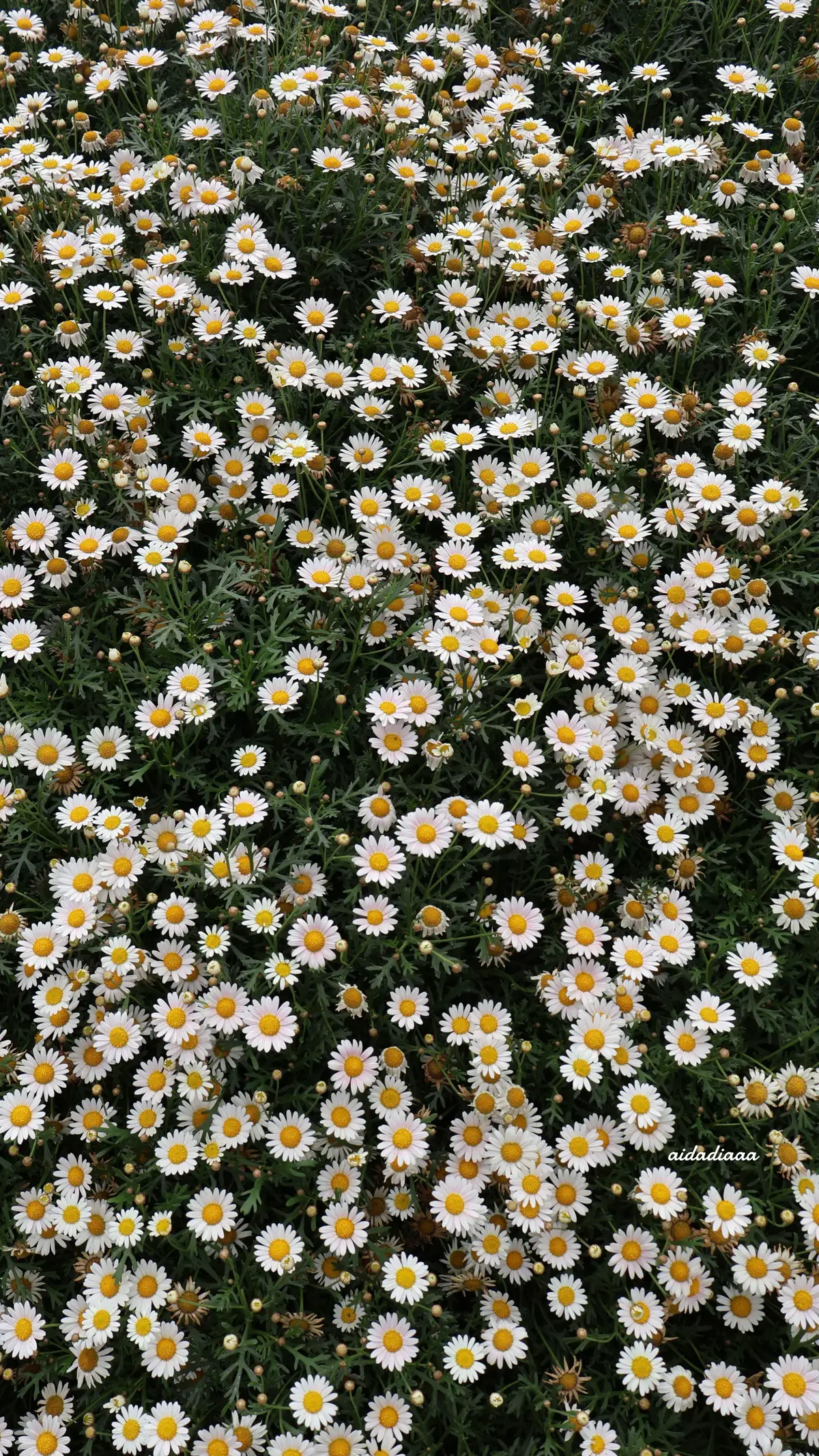 #cameronhighland #agromarketcameronhighlands #flowers #flowerwallpapers 