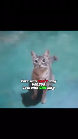 tole the goat #unclebao #fyp #cats #toletole #funny 