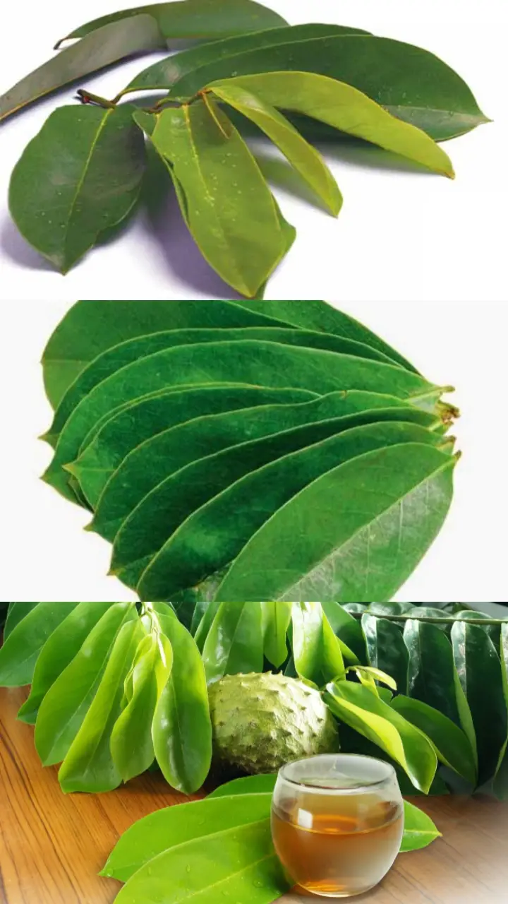 🌿 Khasiat Daun Sirsak 1. Meningkatkan daya tahan tubuh → karena kandungan antioksidannya cukup tinggi. 2. Membantu meredakan peradangan → bagus untuk nyeri sendi atau pegal-pegal. 3. Menurunkan tekanan darah → cocok untuk penderita hipertensi. 4. Membantu mengontrol gula darah → baik untuk penderita diabetes. 5. Menjaga kesehatan pencernaan → bisa mengurangi rasa kembung dan masalah lambung. 6. Mencegah pertumbuhan sel abnormal → berkat kandungan acetogenins yang dipercaya bermanfaat. 7. Membuat tidur lebih nyenyak → efek relaksasi alami dari daun sirsak. #DaunSirsak #HerbalAlami #ManfaatDaunSirsak #KesehatanAlami #ObatHerbal     