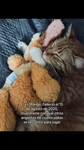 A ver si mi Mango está bien acompañado🥹🤍 #fyp #miau #gatos 