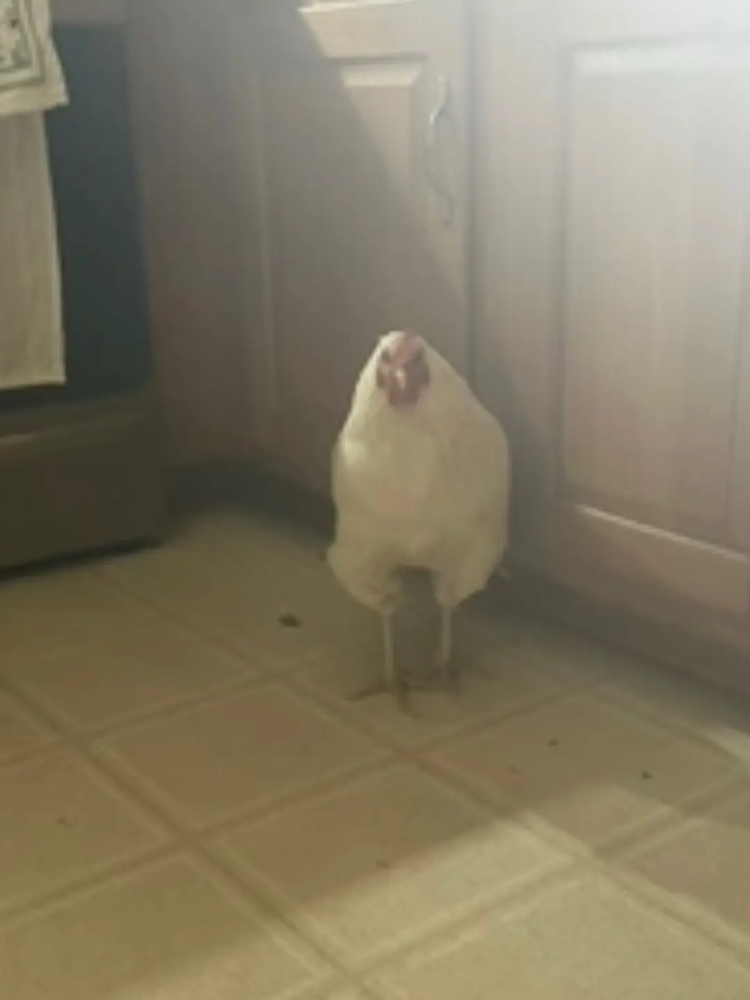 #chicken 