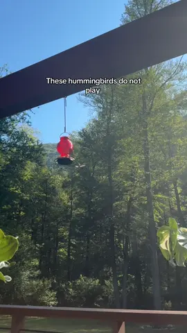 They’re so territorial, but I wasn’t expecting the body slam! 😭 #hummingbird #fight #fypシ #fyppppppppppppppppppppppp #fyp #august #tree #bird #birds #nature #woods #funny 