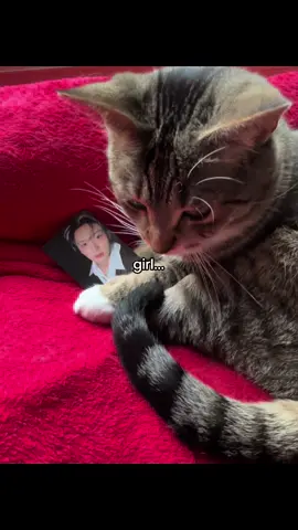 cats love lee know for sure | the album is so peak guys STREAM KARMA‼️| #straykids #leeknow #fyp #karma #skz 