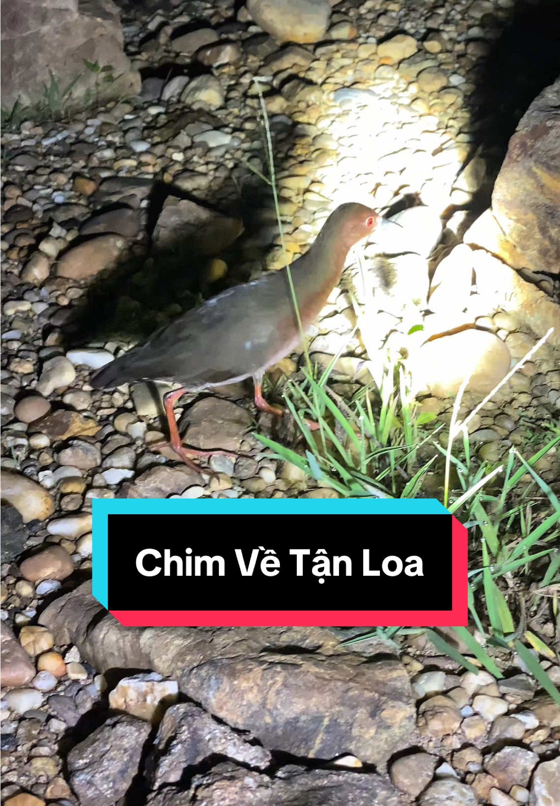 [ Cận Cảnh ] Gọi Chim Mắt đỏ Ban Đêm #tiengchimdem #matdo #tini  #NvT #xuhuong 