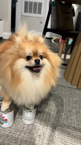 #nickiminajchallenge #pomeranian 