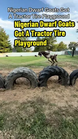 Nigerian Dwarf Goats Got A Tractor Tire Playground #goats #animals #pets #nigeriandwarfgoats #fyp 