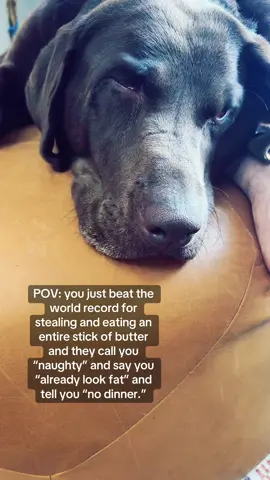 And someone even mentioned the word “diet.” #dogsoftiktok #pov #funny #labrador 