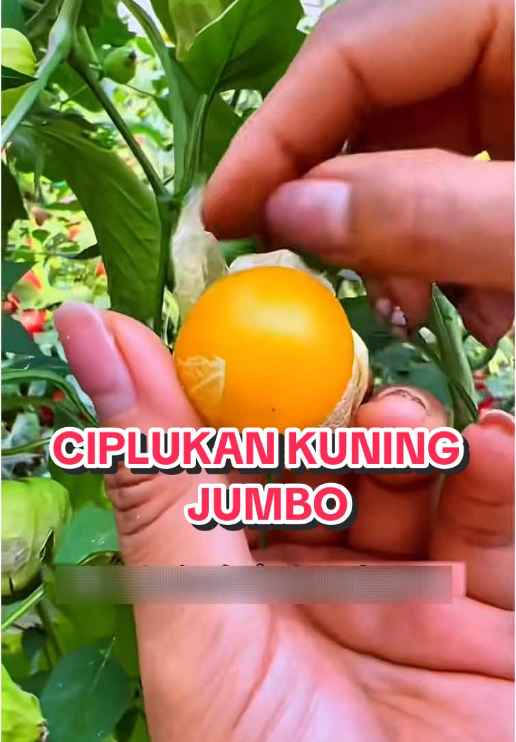 Ciplukan unik yang ikuran jumbo yang mau menanamnya sudah ready benihnya langsung saj cek di show cas ya #ciplukankuningjumbo #ciplukankuning #ciplukan #benihciplukanjumbo #benihciplukankuningjumbo #benihciplukan #fyppppppppppppppppppppppp 