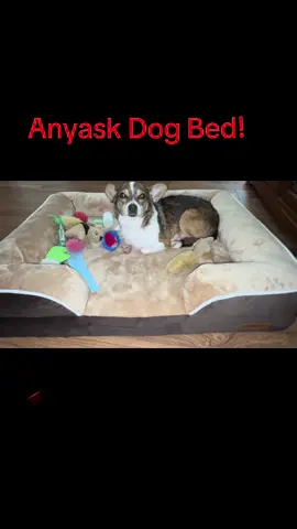 I need to get one for each room!  He loves it!  #dog #ad #fyp 