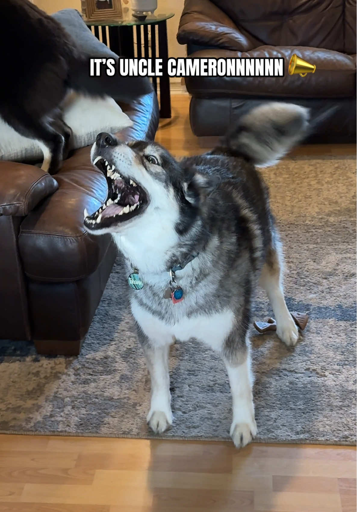 The ONLY way to welcome guests over 📣💀 #dogsoftiktok #funnytiktok #fyp #husky #dogs 