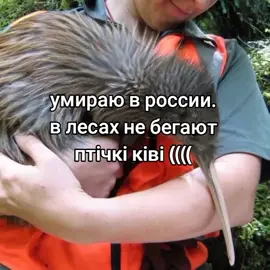 #птичкакиви #птицакиви #киви  Птица киви — это уникальная и необычная нелетающая птица, эндемик Новой Зеландии. Киви известен своим характерным внешним видом: у него длинное и тонкое тело, короткие ноги, маленькие крылья и длинный клюв. Перья киви напоминают шерсть и имеют коричневый цвет, что помогает им маскироваться в естественной среде обитания. Киви — ночные птицы, которые ведут скрытный образ жизни. Они питаются насекомыми, червями и другими мелкими беспозвоночными, которых ищут в почве. Киви являются символом Новой Зеландии и часто ассоциируются с культурой этой страны. Из-за утраты среды обитания и хищников, таких как кошки и крысы, популяция киви находится под угрозой, и предпринимаются усилия для их охраны.