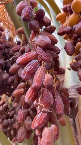اطلب الان 🕊️😍