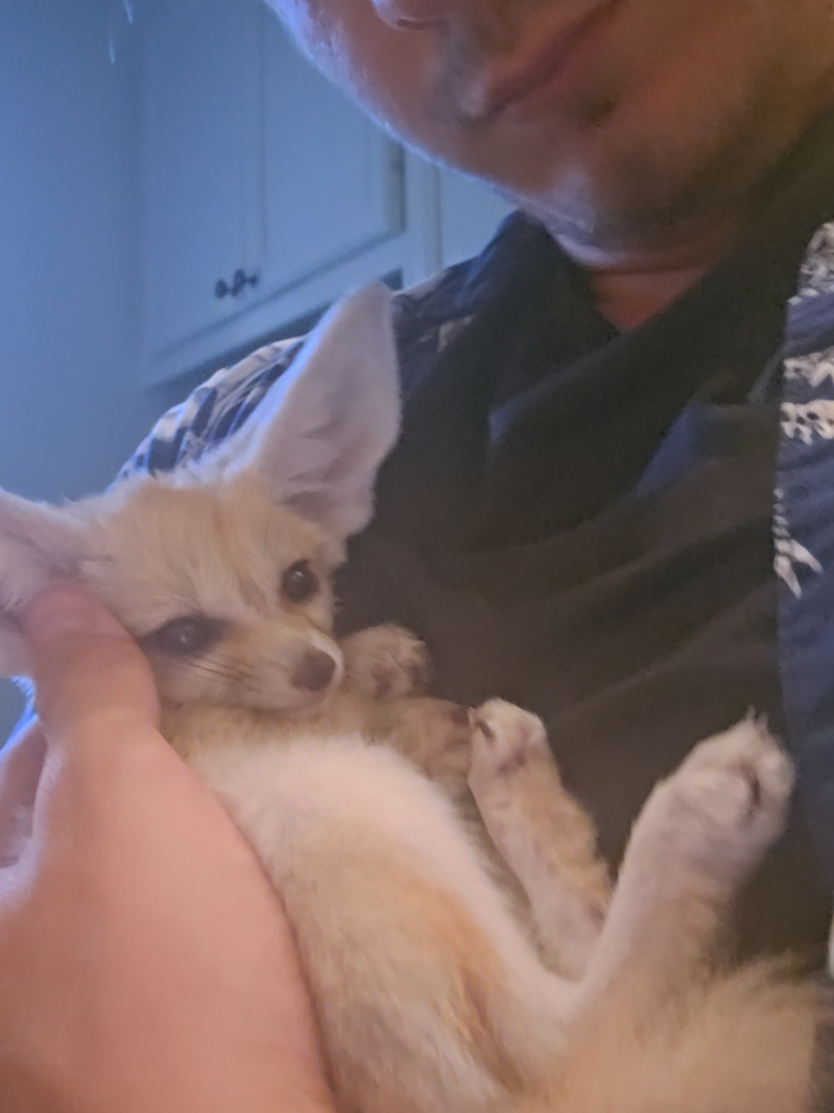 Just the sweetest lil cuddle baby fennec fox ever!! #viral #fyp #fennecfox #baby #cute 