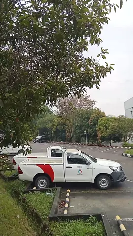 Gedung Putih Kantor Utama PT. Badak  #lagubayuwangihits #Rehana