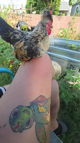 Love this lil dude! 😍 He officially made the cut for the breeding group with that cool hair and those tiny little legs. 🤏🍖🐥 #FutureDaddy #KiriStyle #fyp 