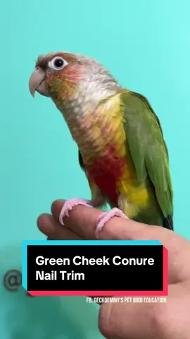 Reo, the green cheek conure, is ready for her nail trim #petbirds #grencheekconure #parrotnailtrim