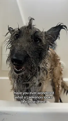 A burning question on the internet, for sure. Some people say you should never blow dry a Laekenois. Those people haven’t had their gross, nasty bad dog roll in what I can only assume is rotten shit. 😀 someone got bathed twice, blow dried, and then doused in cologne so she smells like lemon and sugarcane instead of POOPOO!! 💩 #laekenois #belgianlaekenois #doggrooming #dogsoftiktok #bathtime 