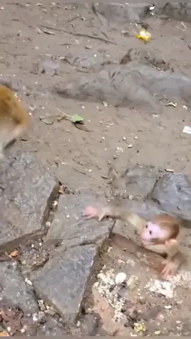noughty baby #monkeybaby #wildlife #bangladesh #sylheti_fua #viral 