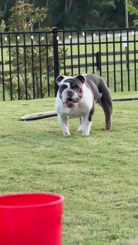 #trending #funnyvideos #dogsoftiktok #englishbulldogsoftiktok❤️ 