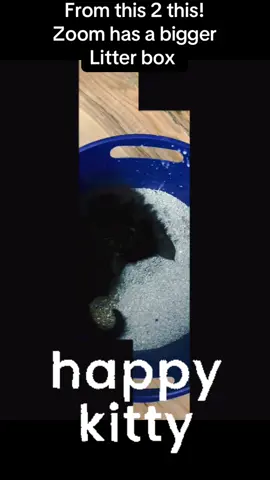 Zoom getting bigger and so happy in our home🥰#kittycatsoftiktok #PetsOfTikTok #cutecats #rescuekitten #foryou @Jax 