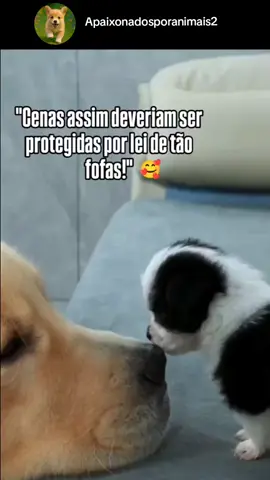 É fofura demais! 🐾🥰❤️ #apaixonadosporanimais #pet  #amoraosanimais #cachorros  #amizade
