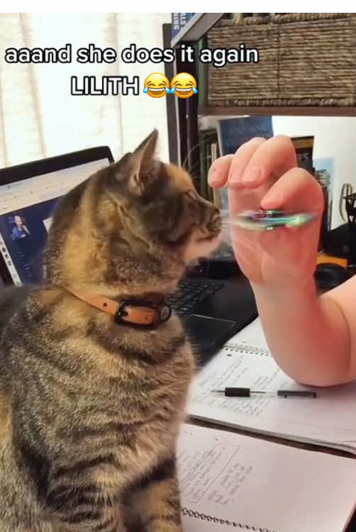 I’ve got you,you’re safe now 🤣#cat #pet #foryou #funny #funnyvideos #cute #tiktok #fyp 