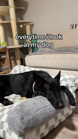 For the pet parents who can’t resist spoiling their dogs—this cozy sofa bed is the ultimate comfort spot they deserve. #PetParents #DogBed #SpoiledDogs #DogLovers #ComfyPets 
