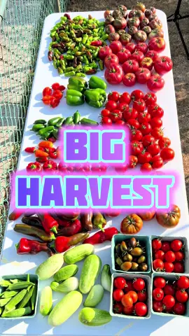 Big harvest today, this garden has really surprised me this year. #garden #gardening #harvest 
