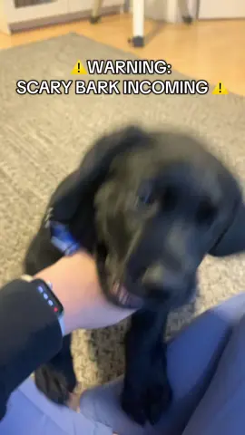 ‼️TRIGGER WARNING: LOUD BARK‼️  #d#dogsoftiktokl#labradorretrieverc#cutep#puppyl#littlebrotherb#babyboyh#heartwarmingl#Loveb#blacklab#d#dogsl#labsoftiktoka#adorablep#puppiesc#cutepuppyl#labradorliferubyandgordie #bark #barking 
