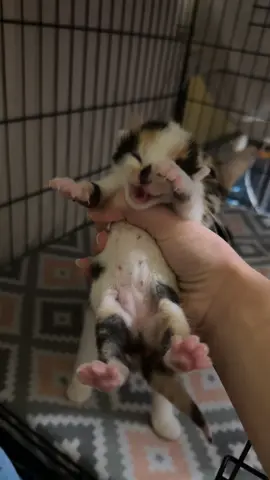 Have you ever heard a kitten this loud? Trust me it’s way louder in person. #fosterkittens #avas_foster_family #foster #fostercat #meow 