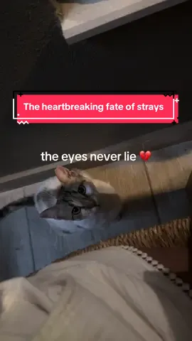 The eyes never lie. 💔 Every stray cat carries a story of pain, hunger, and survival. They are born on the streets, they grow up with no food, no health care, no love and most people just look away. No one cares until it’s too late. Winter is coming, and they won’t survive on their own. Please don’t look away. Be their hope. Help me get them off the streets before it’s too late. Every share, every donation, every adoption inquiry makes a difference. Together we can save them.  #rhodes #fürdich #fyp #cat #straycat 