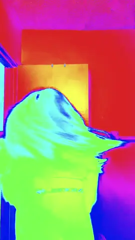 Rainbowwww bee#fyp 