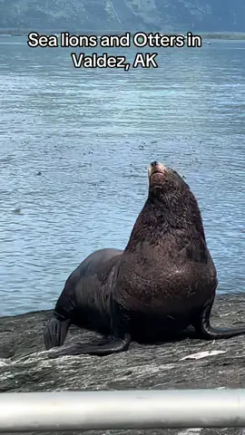 We got to see the sea lions and Otters sweating salmon by the Hatchery in Valdez today #alaska #valdez #valdezalaska #sealions 