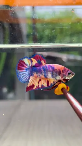 PK Multicolor #betta #bettafish #ปลากัด #ปลากัดสวยงาม 