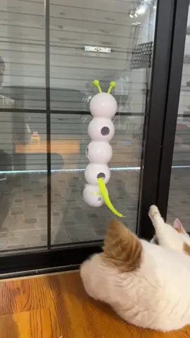 🐛⚡ **Self-play mode: ACTIVATED!** 🤖😻 Let your kitty chase, pounce, and *obsess* over the **allforpaws Smart Caterpillar Toy**! This suction-cup-powered wiggler uses *motion sensors* to dart and dance—keeping cats entertained for hours (even when you’re busy!). 🔋🎉  👉 **SWIPE** to see it in action—*chaos guaranteed*!  ✨ **Smart sensor tech** = endless unpredictable moves!  ✨ **Rechargeable** = no battery hassle.  ✨ **Suction cup base** = stays put during wild play!  💬 Comment “CATERPILLAR” to treat your cat to this spring’s *must-have* toy! 🌸  #SmartCatToys #allforpaws #CaterpillarChaos #CatLovers #SelfEntertainment    —  **P.S.** Warning: May cause *extreme* zoomies, midnight “hunts,” and a cat demanding CEO status. 😼🌙