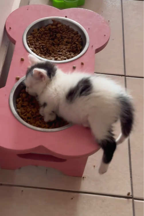 Kitten sleeping 🥰🥰 #kittens #cat #cute #funny #funnyvideos #cutecat 
