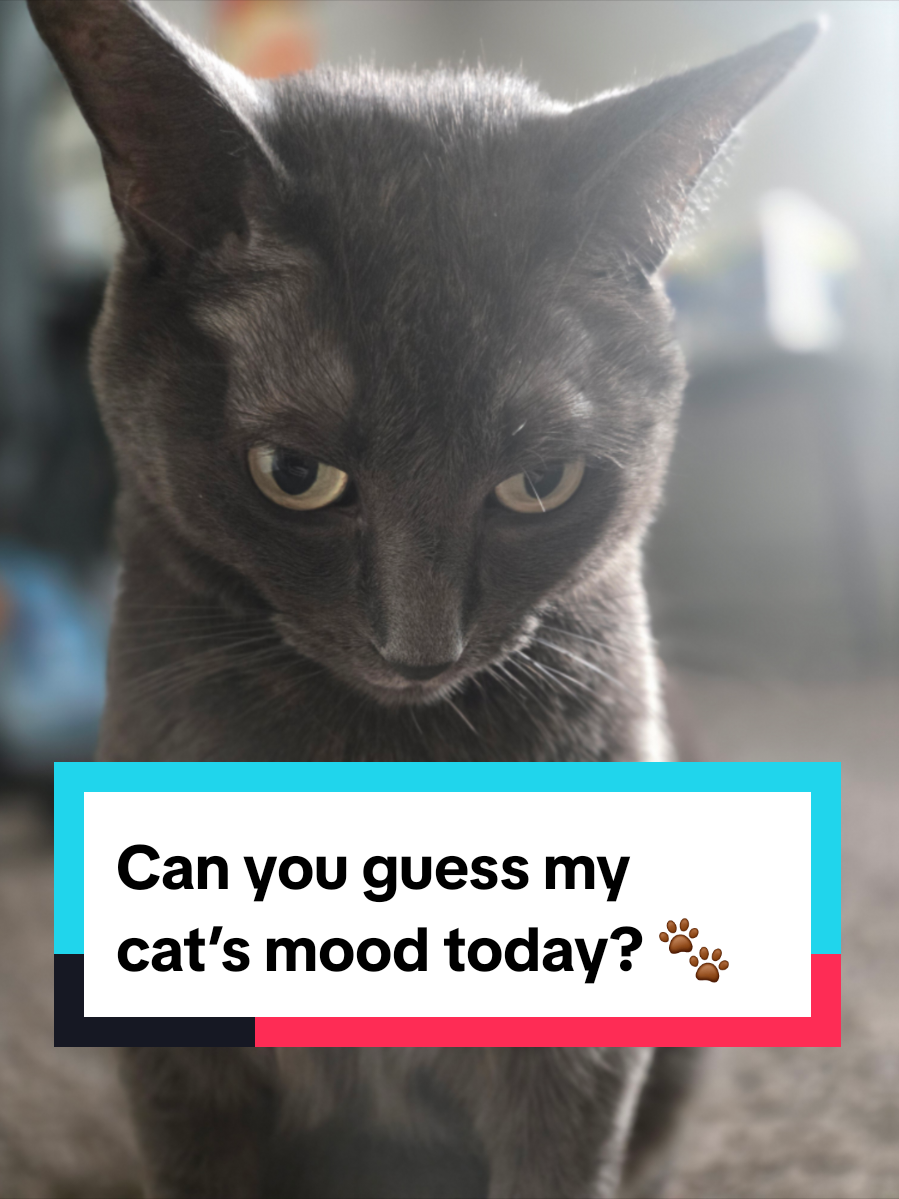 Life with cats = endless entertainment 🐾💕 #CatTok #FunnyCats #yellowkitty