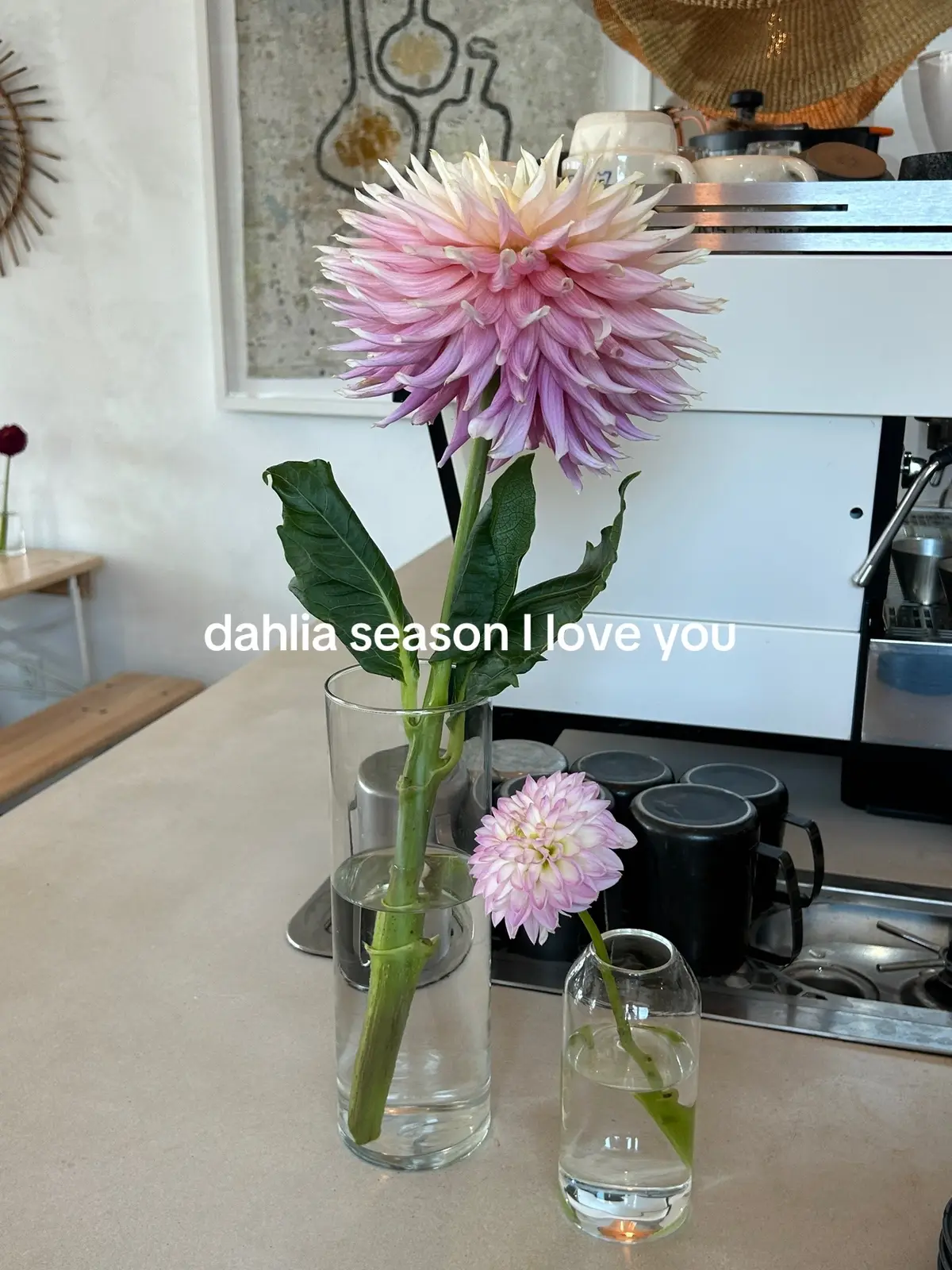 #fyp #dahlia #flowers #Summer 