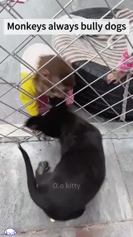 Monkeys always bully dogs.#fyp #funny #dog #funnyvideos #funnymoments #foryou #funnyanimals 